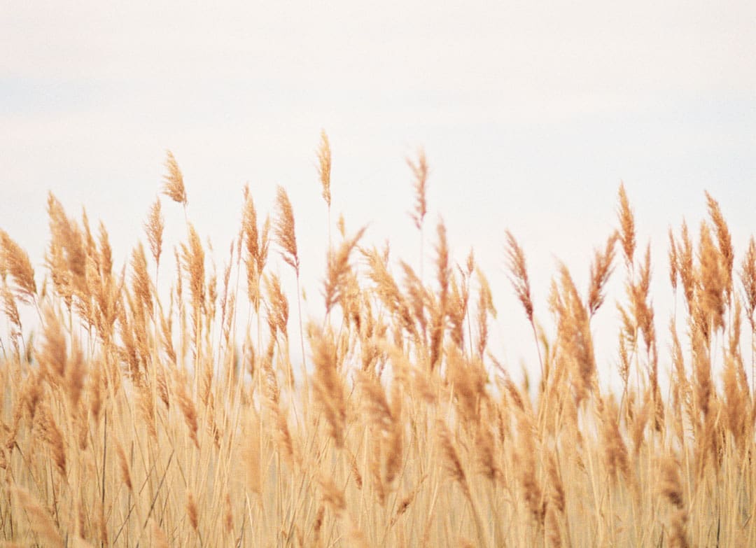 SF_church-24 Golden wheat ready for harvest.