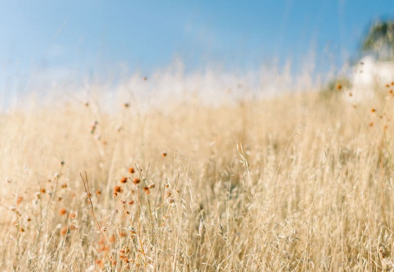 church-15 Wheat field